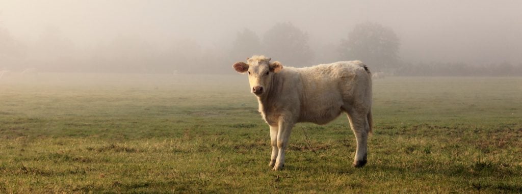 A side view of a white cow in the green field with a foggy background.