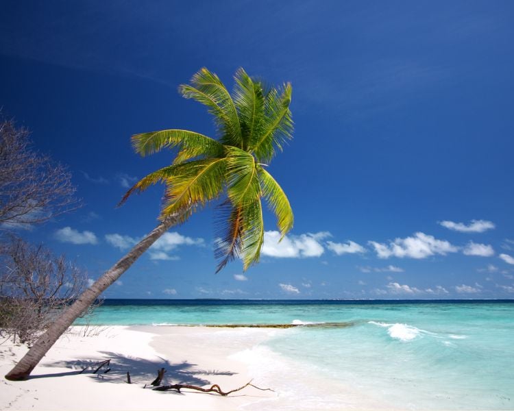 picture of a palm tree in a beach to symbolize Vita coco